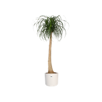 b.for soft rund 25cm weiss